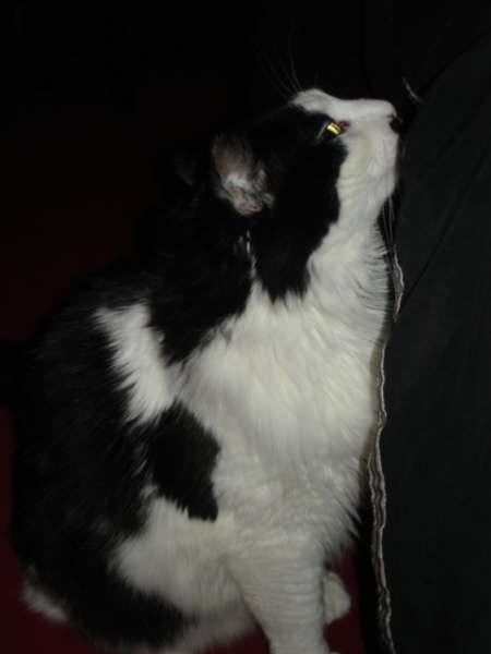 Miko