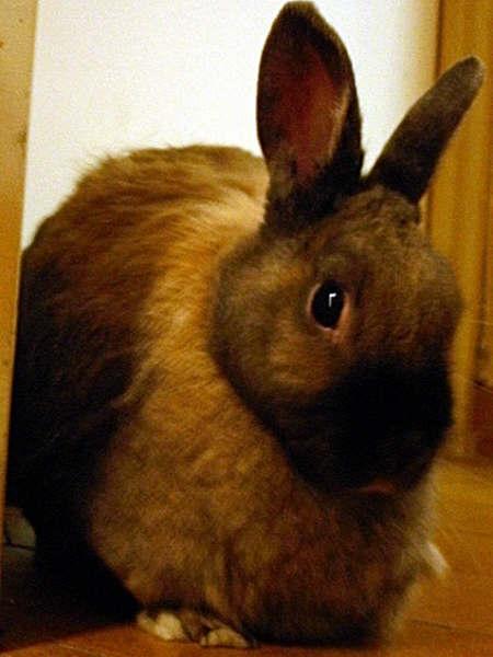 Mon lapinou